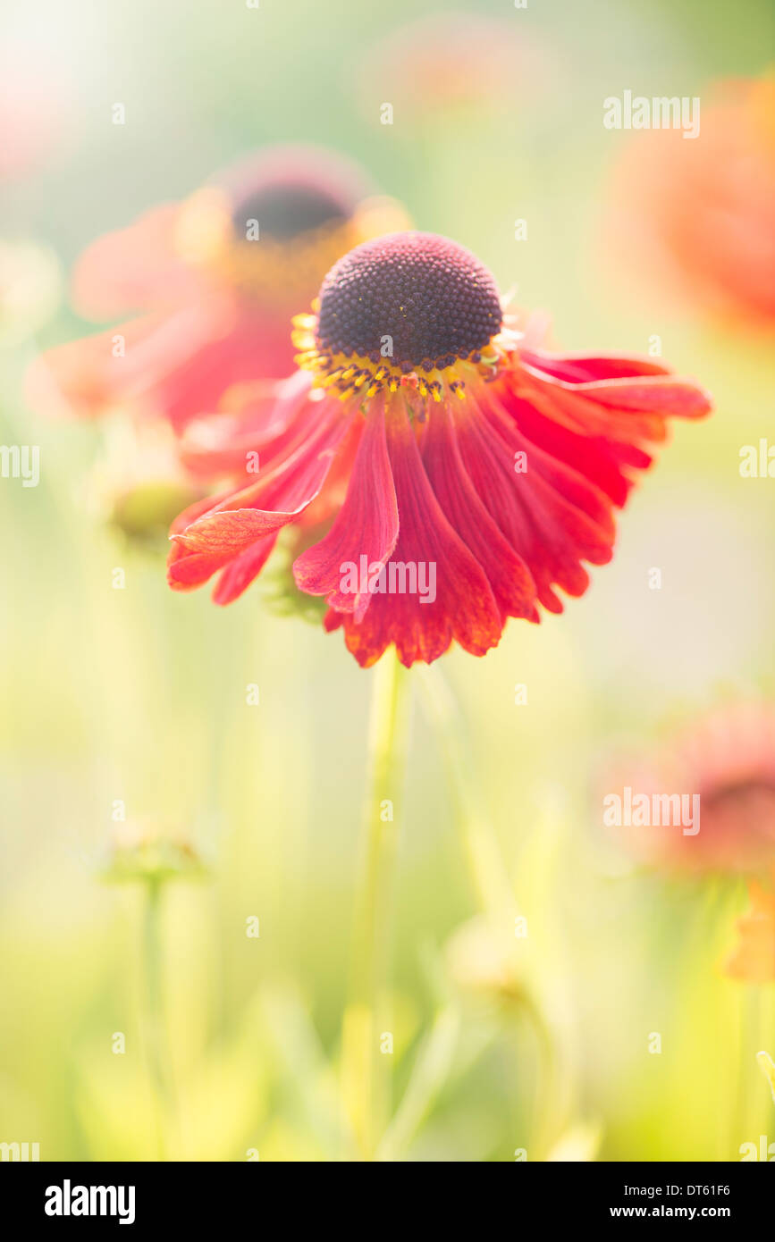 Tranquilla estate natura scena ravvicinata di un fiore rosso in presenza di luce solare Foto Stock