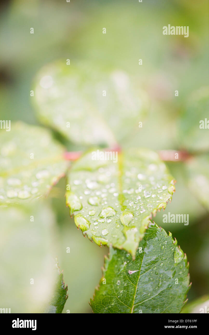 Close up wet foglie verdi con goccioline di acqua Foto Stock