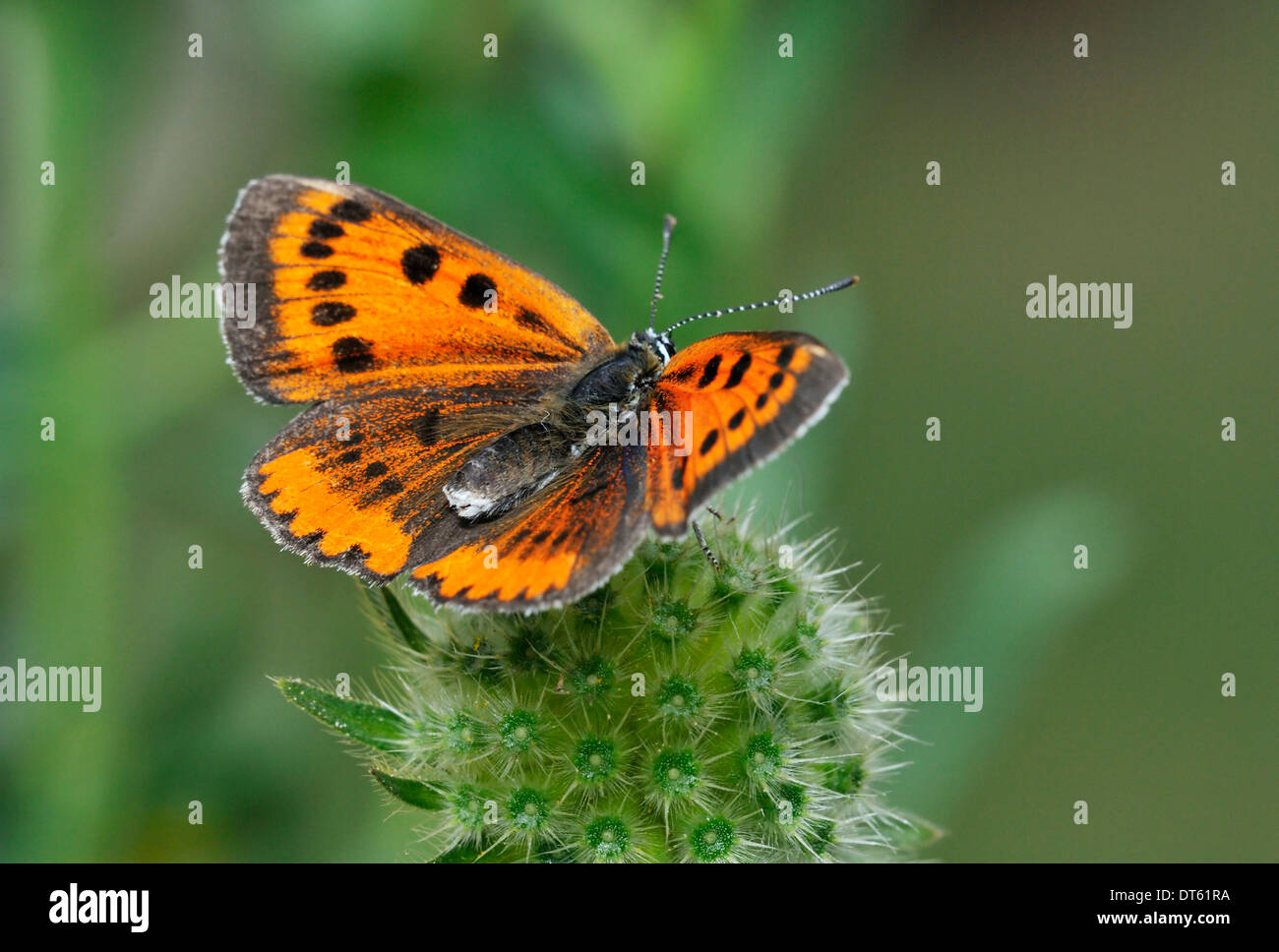 Rame di grandi dimensioni - farfalla Lycaena dispar femmina Foto Stock