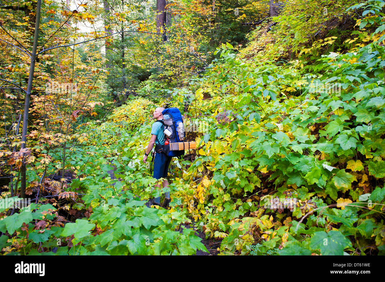 Giovane maschio escursionista nella foresta, Trinità Alpi, CALIFORNIA, STATI UNITI D'AMERICA Foto Stock