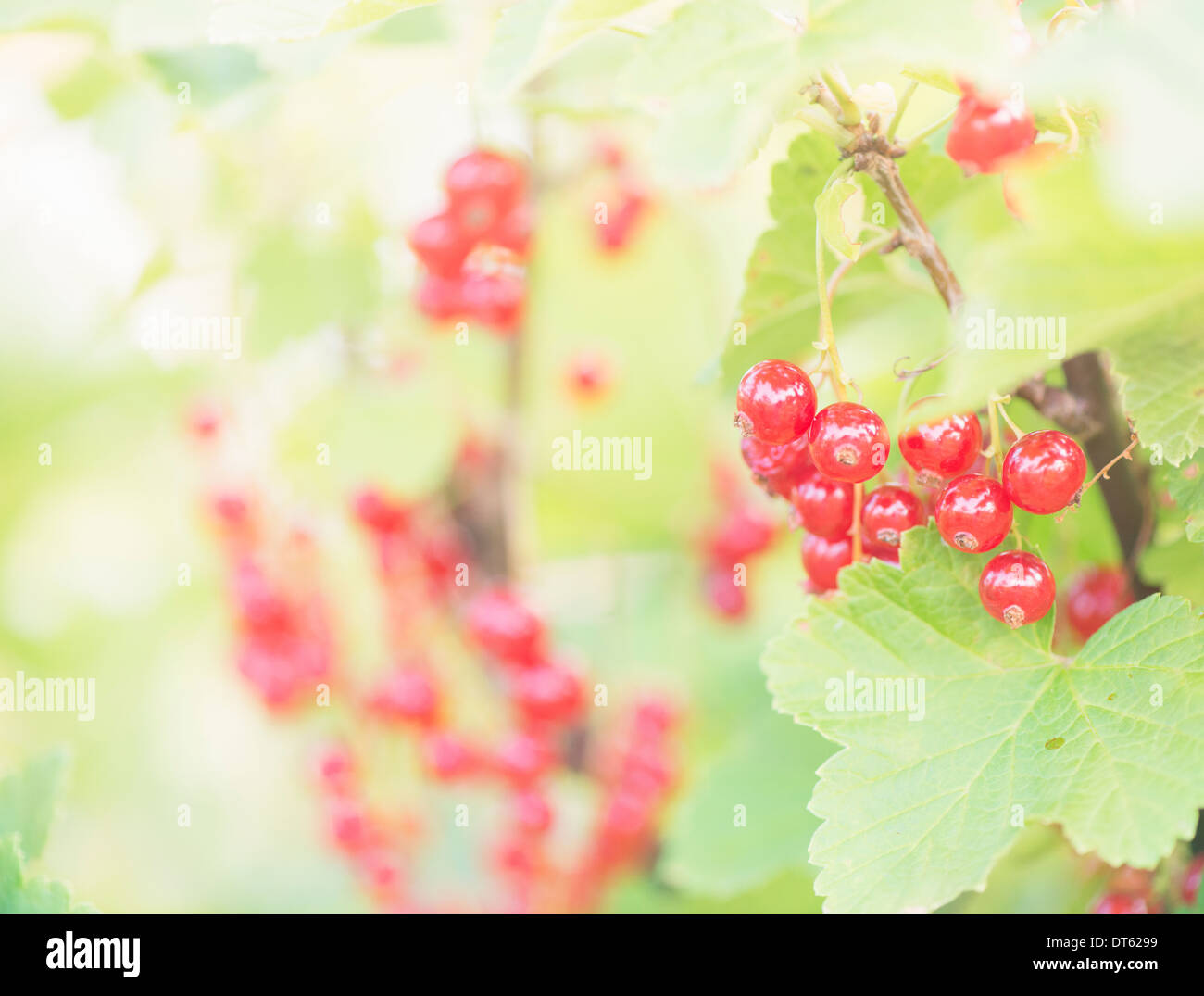 Primo piano della boccola con maturi bacche Ribes che cresce in giardino. Foto Stock