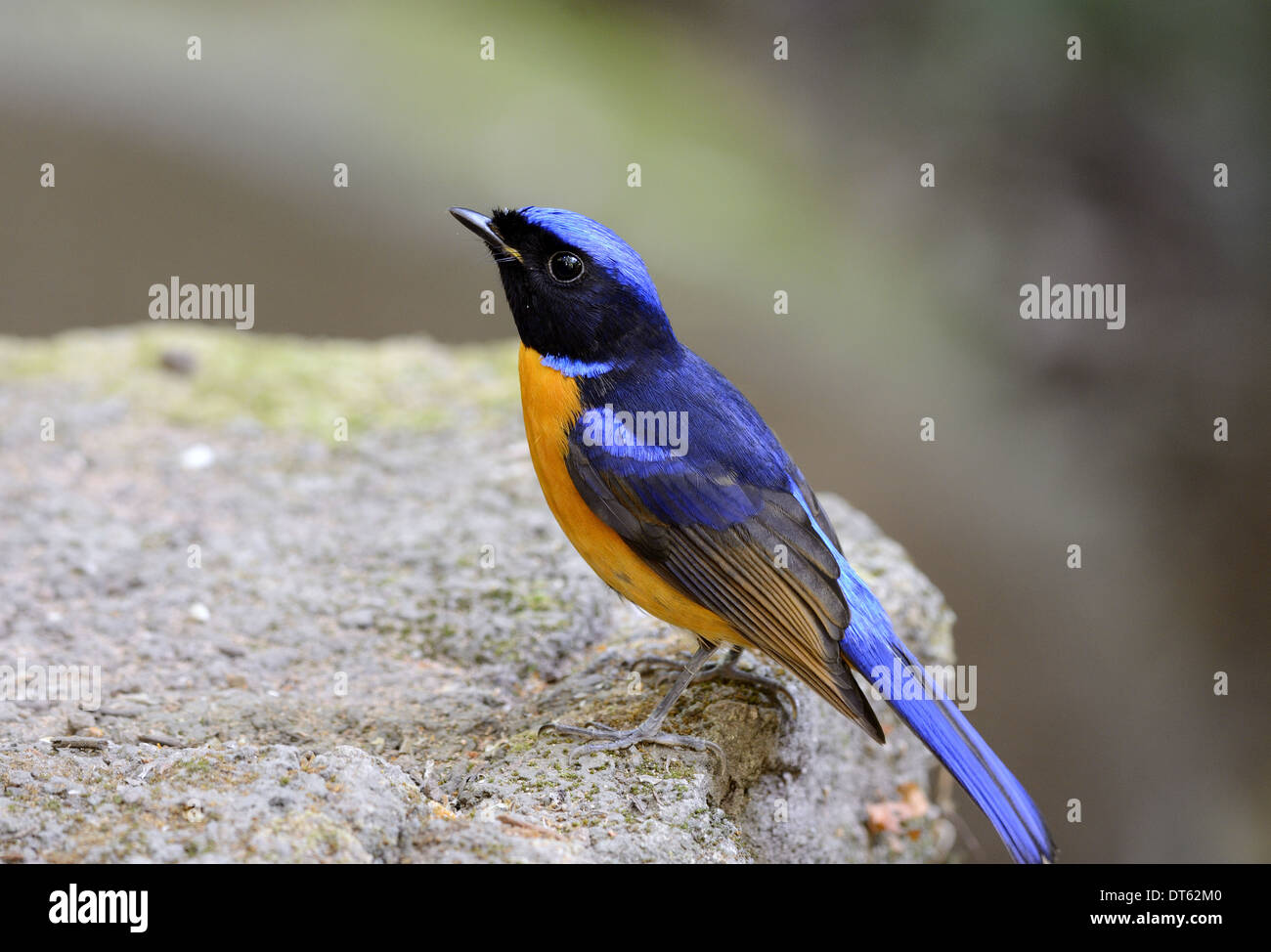 Bel maschio Rufous-panciuto Niltava (Niltava sundara) nella foresta thailandese Foto Stock