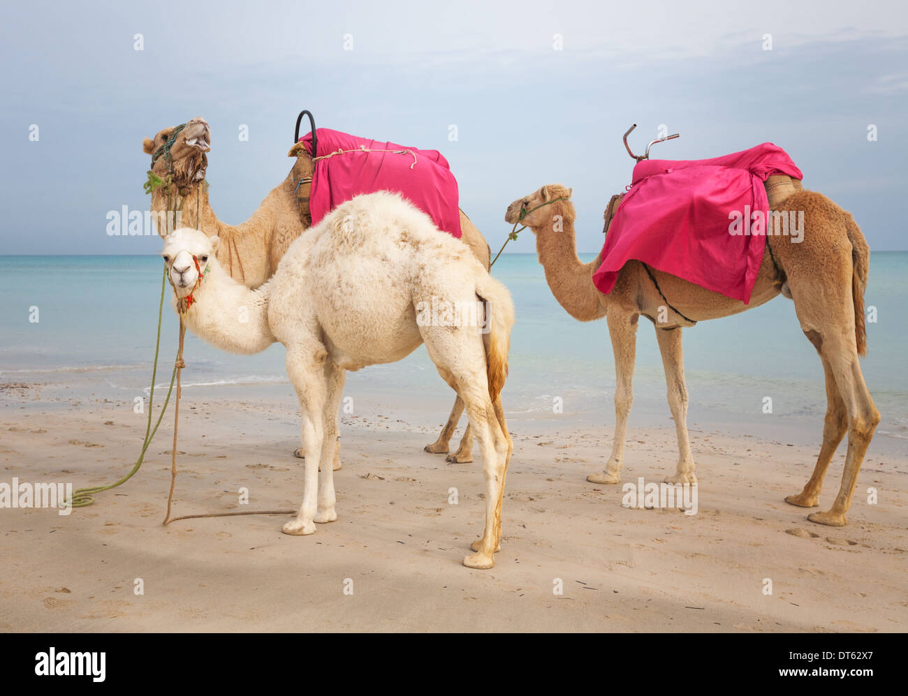 Due cammelli e white baby dromedario sulla spiaggia in Tunisia Foto Stock