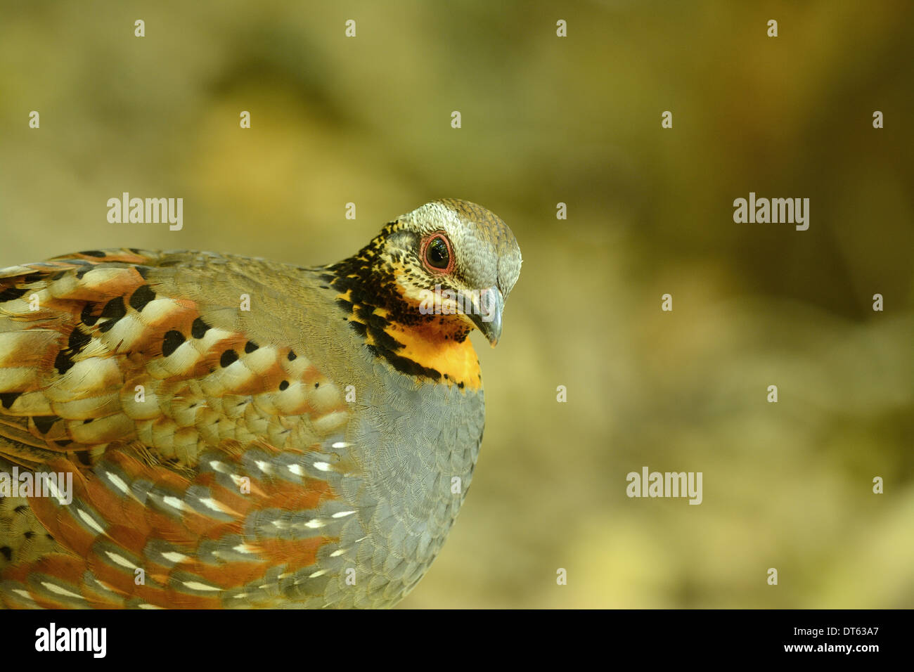 Bella rufous-throated pernice (Arborophila rufogularis) nella foresta thailandese Foto Stock