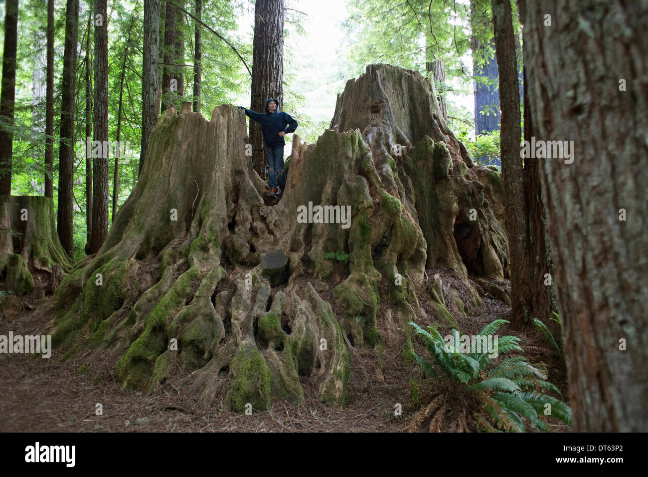 Ragazzo in piedi sul ceppo di albero, Redwoods National Park, California, Stati Uniti d'America Foto Stock