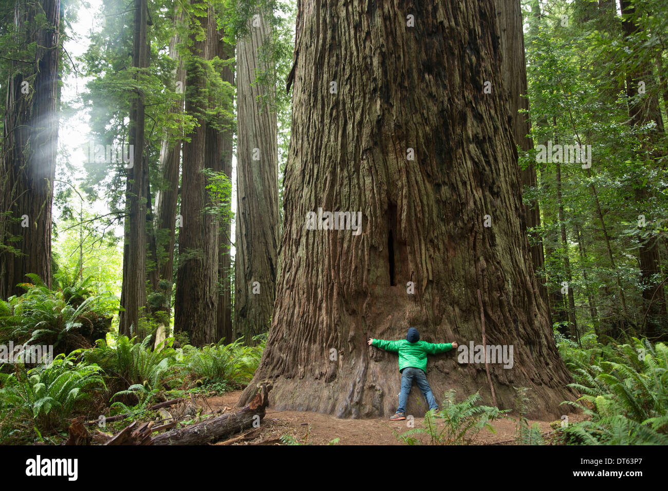 Ragazzo che abbraccia tronco di albero, Redwoods National Park, California, Stati Uniti d'America Foto Stock
