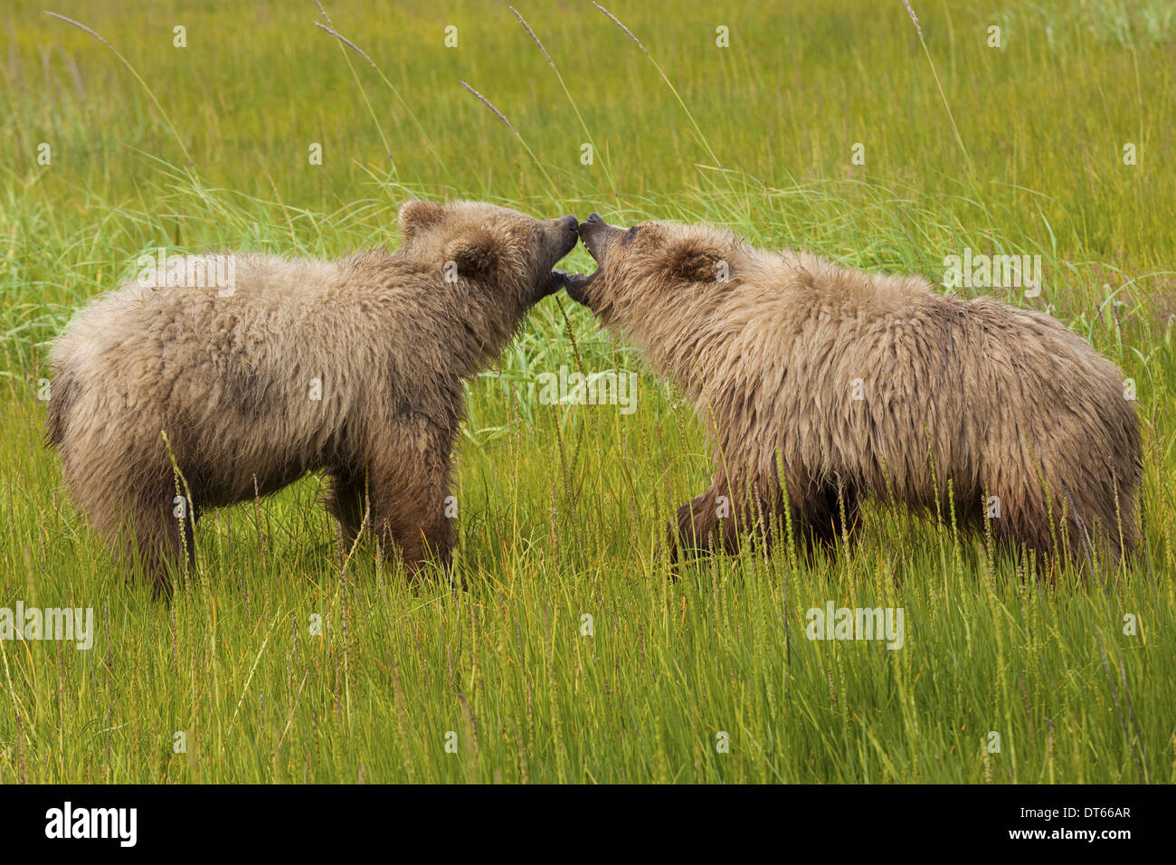 Orso bruno, il Parco Nazionale del Lago Clark, Alaska, STATI UNITI D'AMERICA Foto Stock