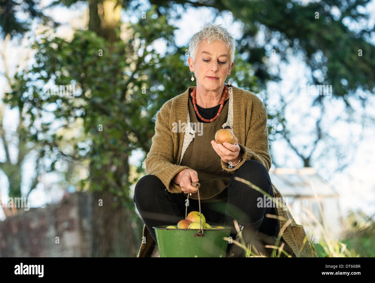 Senior donna ispezione apple dalla benna Foto Stock