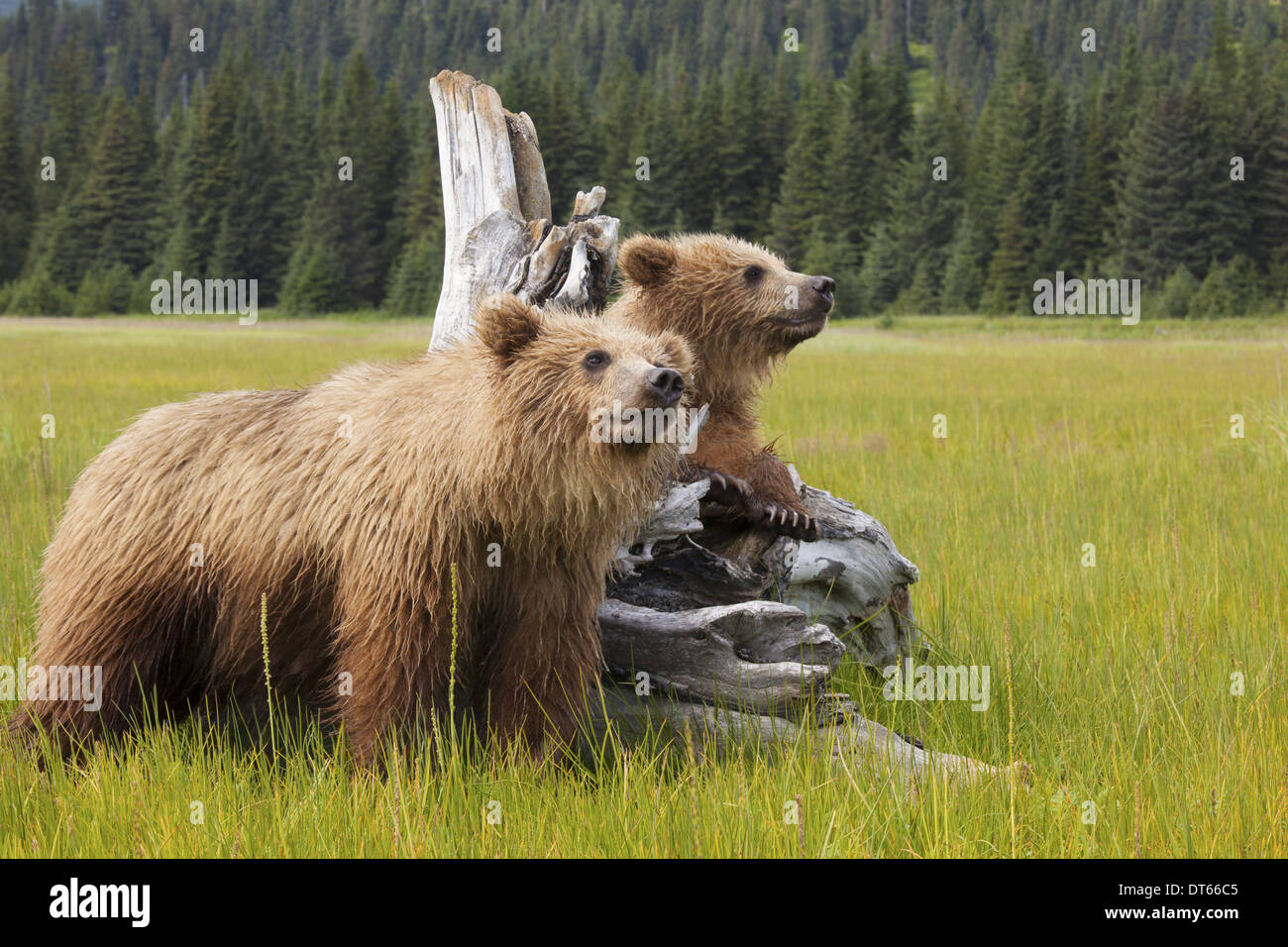 Orso bruno, il Parco Nazionale del Lago Clark, Alaska, STATI UNITI D'AMERICA Foto Stock