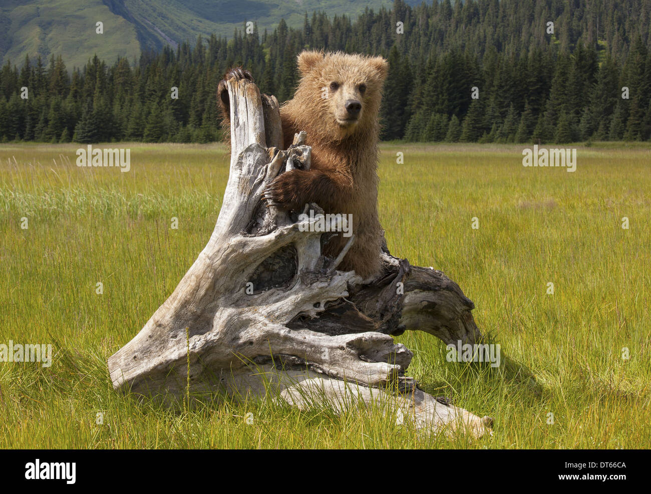 Orso bruno, il Parco Nazionale del Lago Clark, Alaska, STATI UNITI D'AMERICA Foto Stock