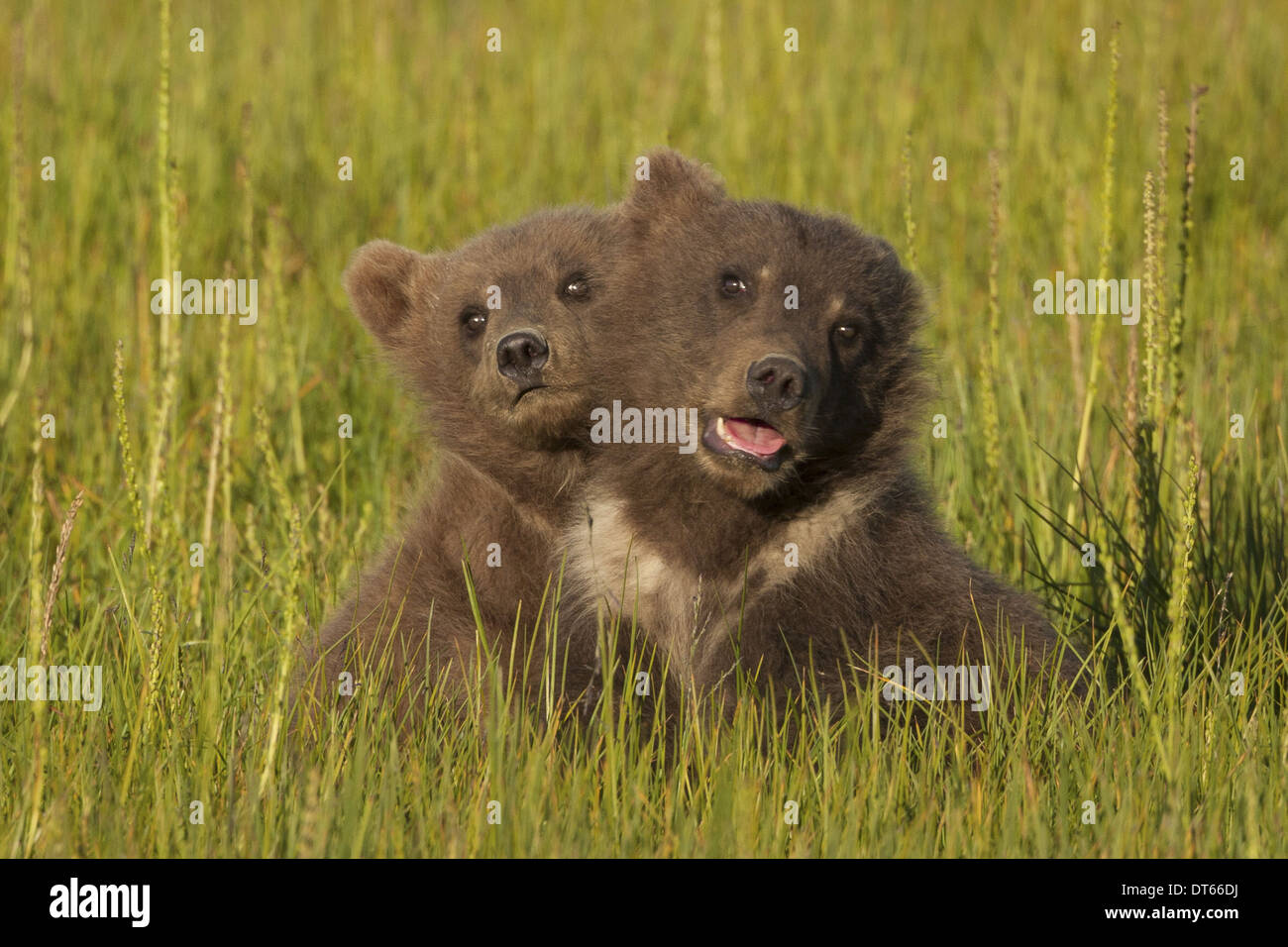 Orso bruno cubs, il Parco Nazionale del Lago Clark, Alaska, STATI UNITI D'AMERICA Foto Stock