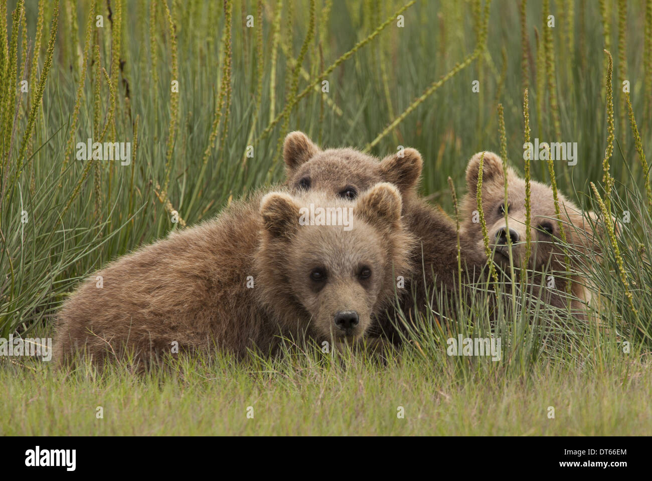 Orso bruno cubs, il Parco Nazionale del Lago Clark, Alaska, STATI UNITI D'AMERICA Foto Stock