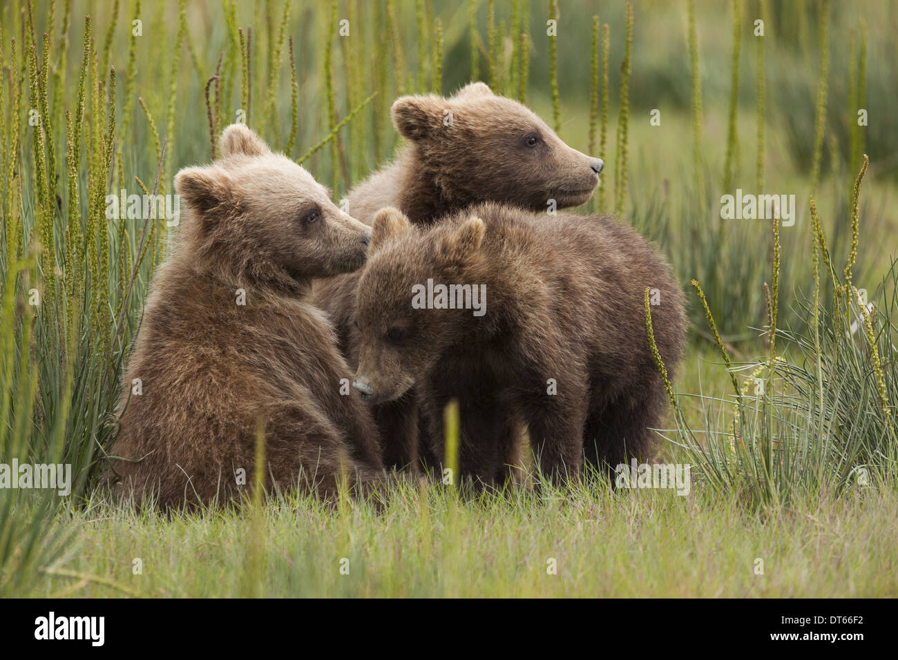 Orso bruno cubs, il Parco Nazionale del Lago Clark, Alaska, STATI UNITI D'AMERICA Foto Stock