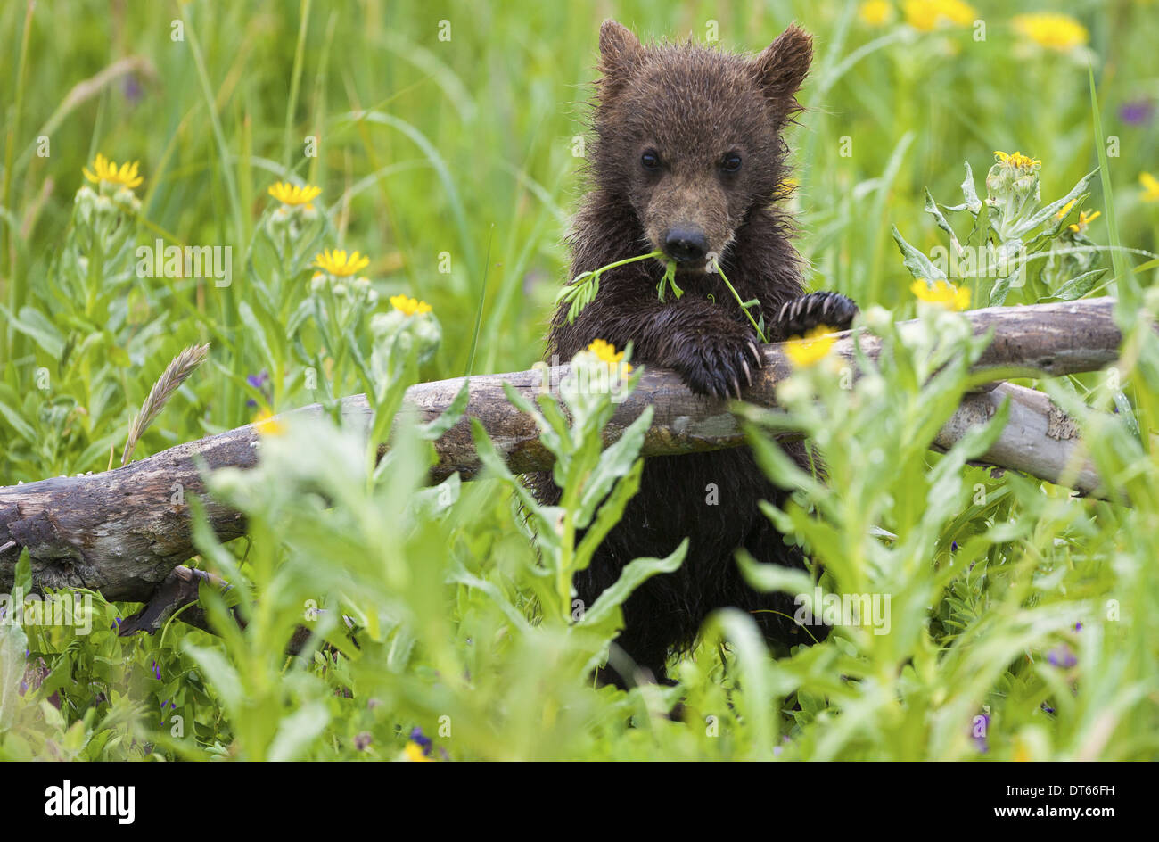 Brown Bear Cub, il Parco Nazionale del Lago Clark, Alaska, STATI UNITI D'AMERICA Foto Stock