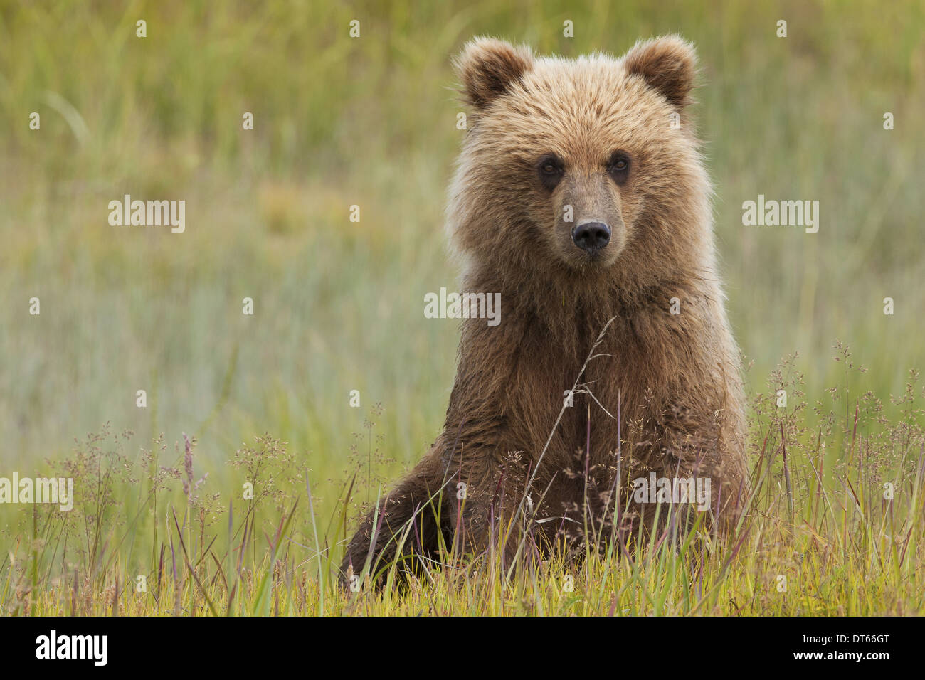 Orso bruno, il Parco Nazionale del Lago Clark, Alaska, STATI UNITI D'AMERICA Foto Stock