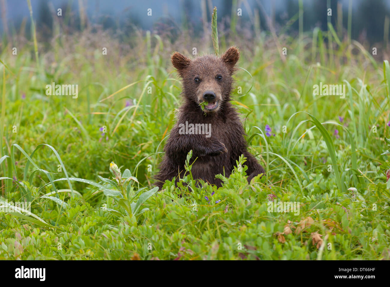 Brown Bear Cub, il Parco Nazionale del Lago Clark, Alaska, STATI UNITI D'AMERICA Foto Stock