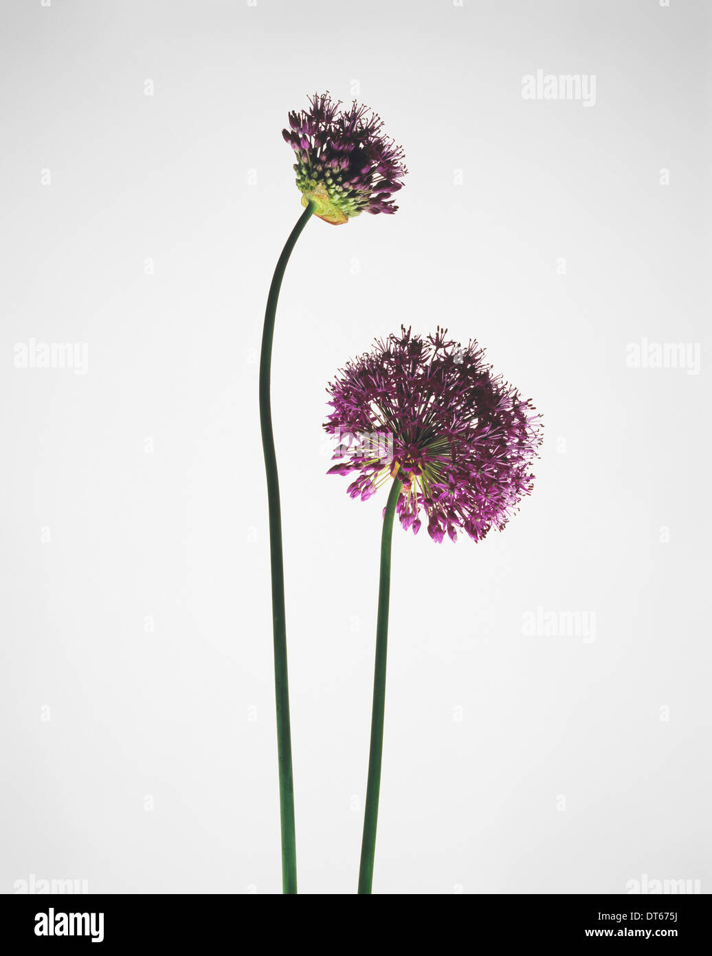 Ancora la vita di due viola allium fiori Foto Stock