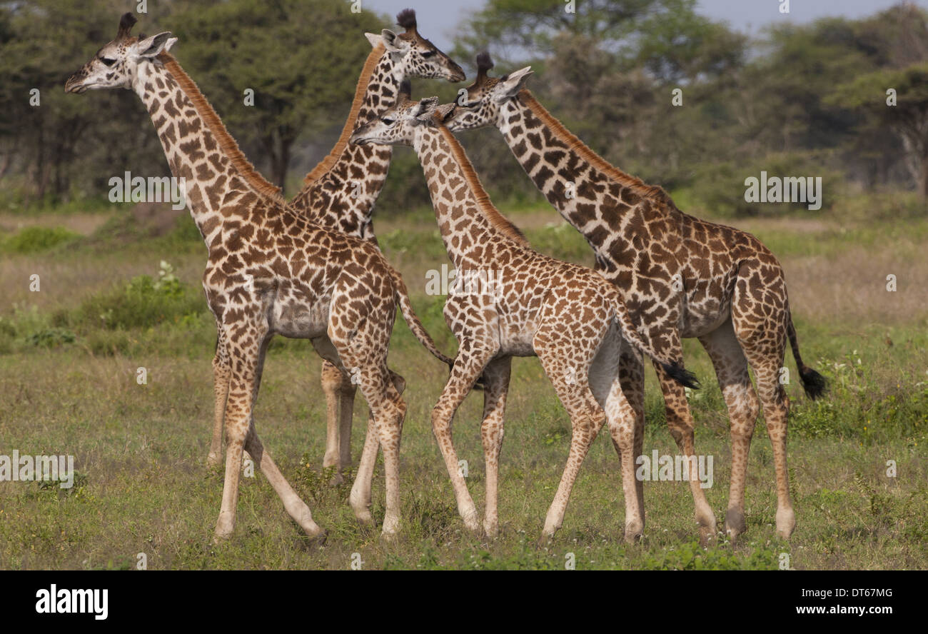 Un piccolo gruppo di masai giraffe, Serengeti National Park, Tanzania Foto Stock