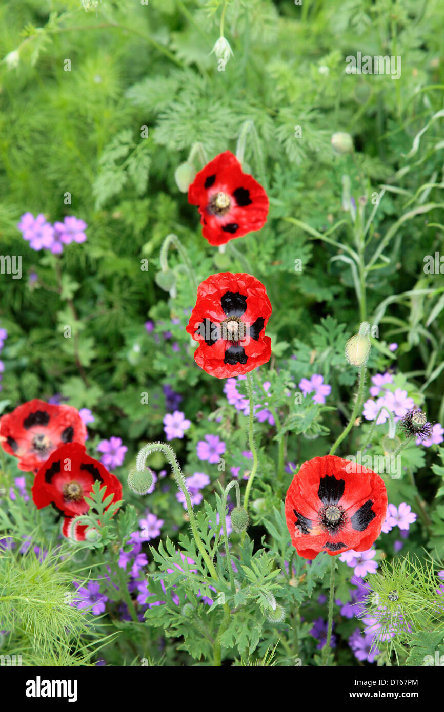 Piante e fiori, papaveri, rosso e nero, papavero Papaver commutatum "coccinella". Foto Stock