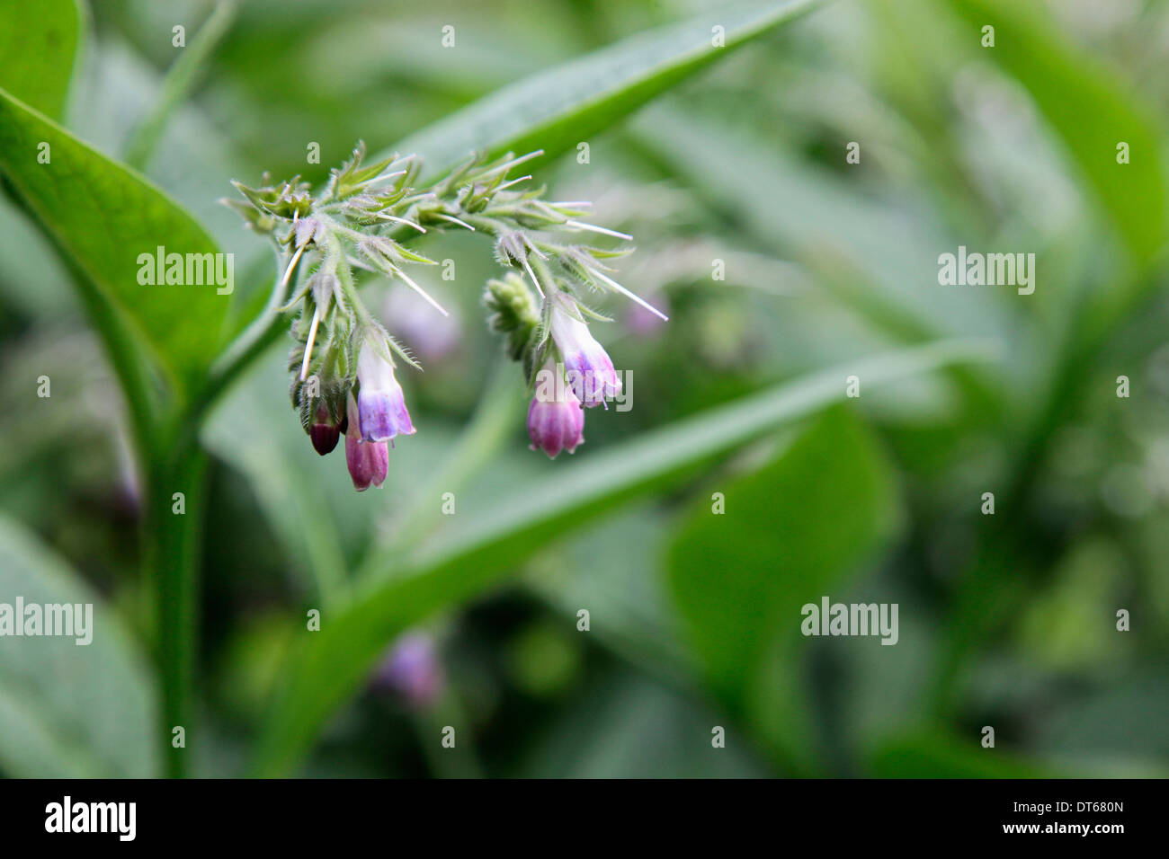 Comfrey, consolida, fiori viola apertura su una foglia verde stelo. Foto Stock