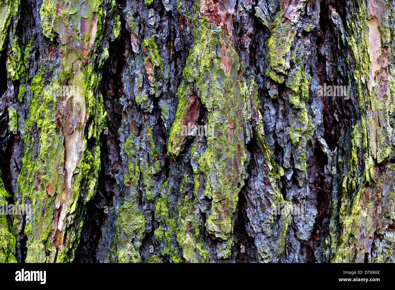 Abbaio di un pino silvestre ad albero ( Pinus sylvestris ), Herrenchiemsee, Chiemsee, Alta Baviera, Germania, Europa Foto Stock