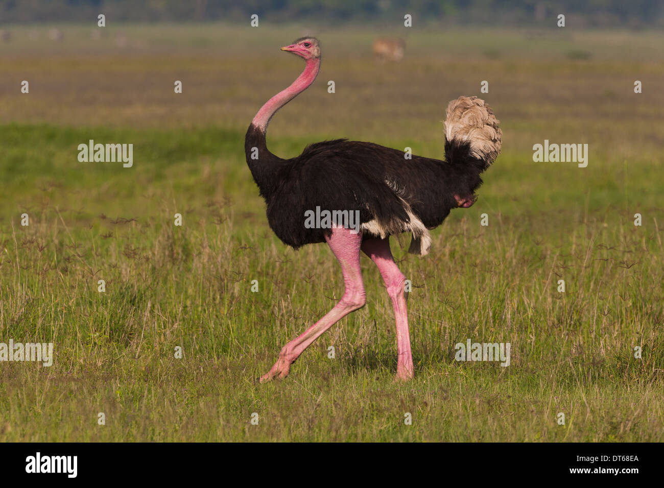 Uno struzzo in Ngorongoro Conservation Area, Tanzania Foto Stock