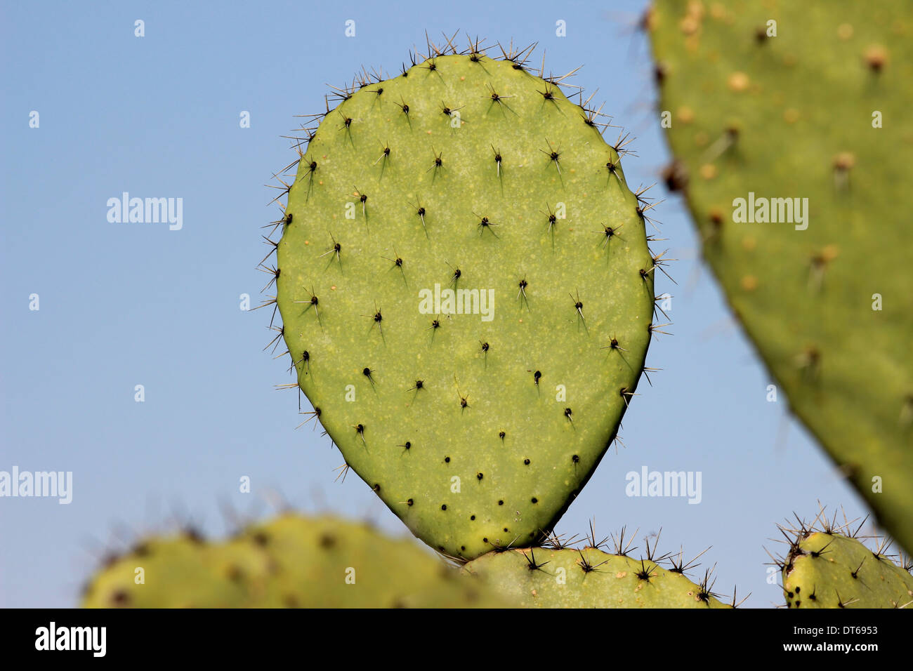 Pianta di Cactus nella campagna messicana Foto Stock