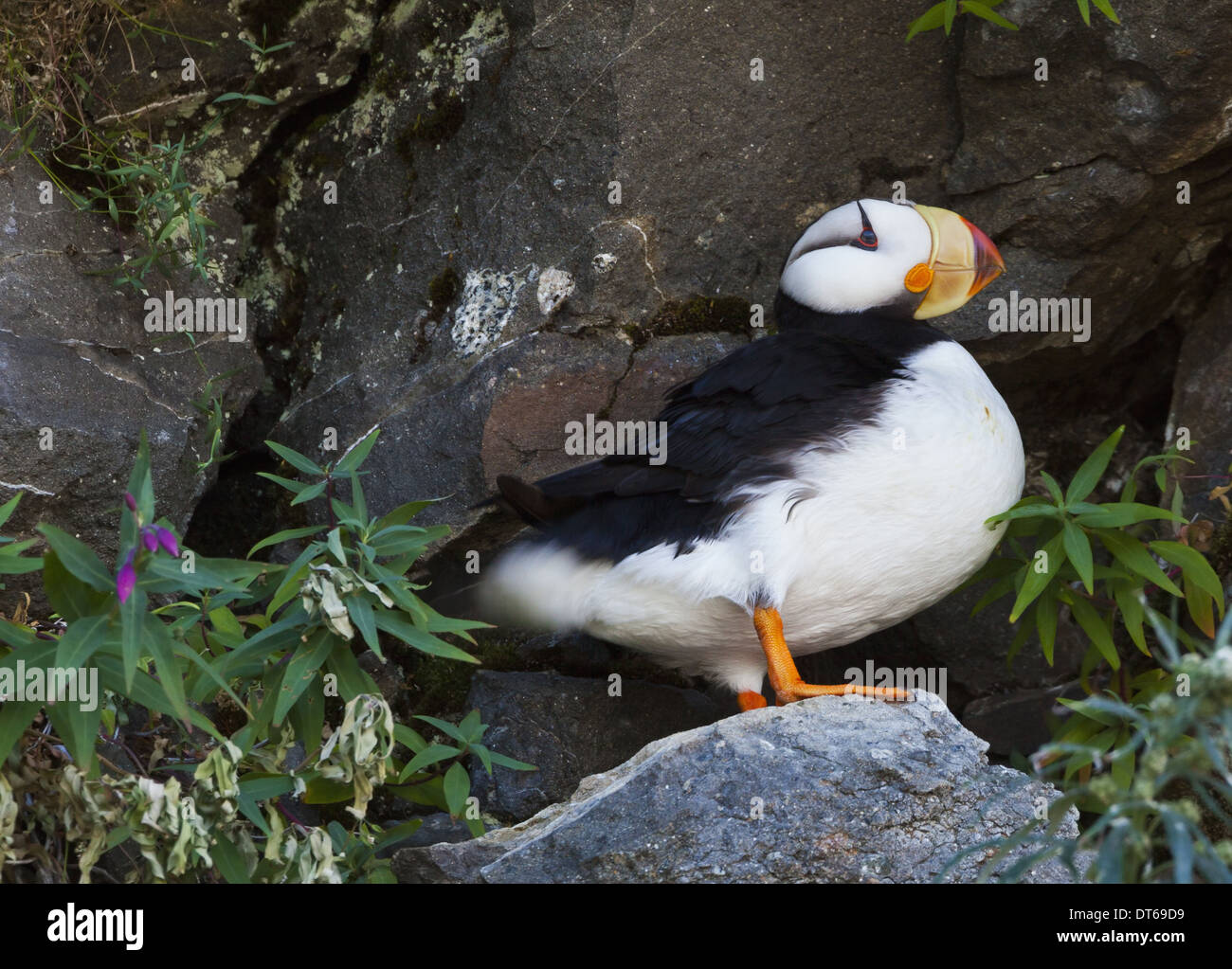 Un cornuto puffin bird (Fratercula Corniculata) Il Parco Nazionale del Lago Clark, Alaska. Foto Stock