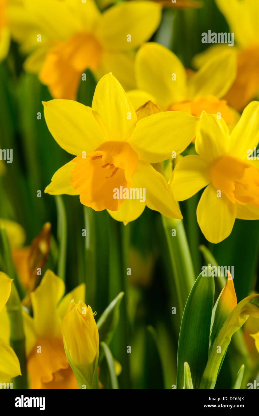 Giallo narciso fiori di primavera Foto Stock