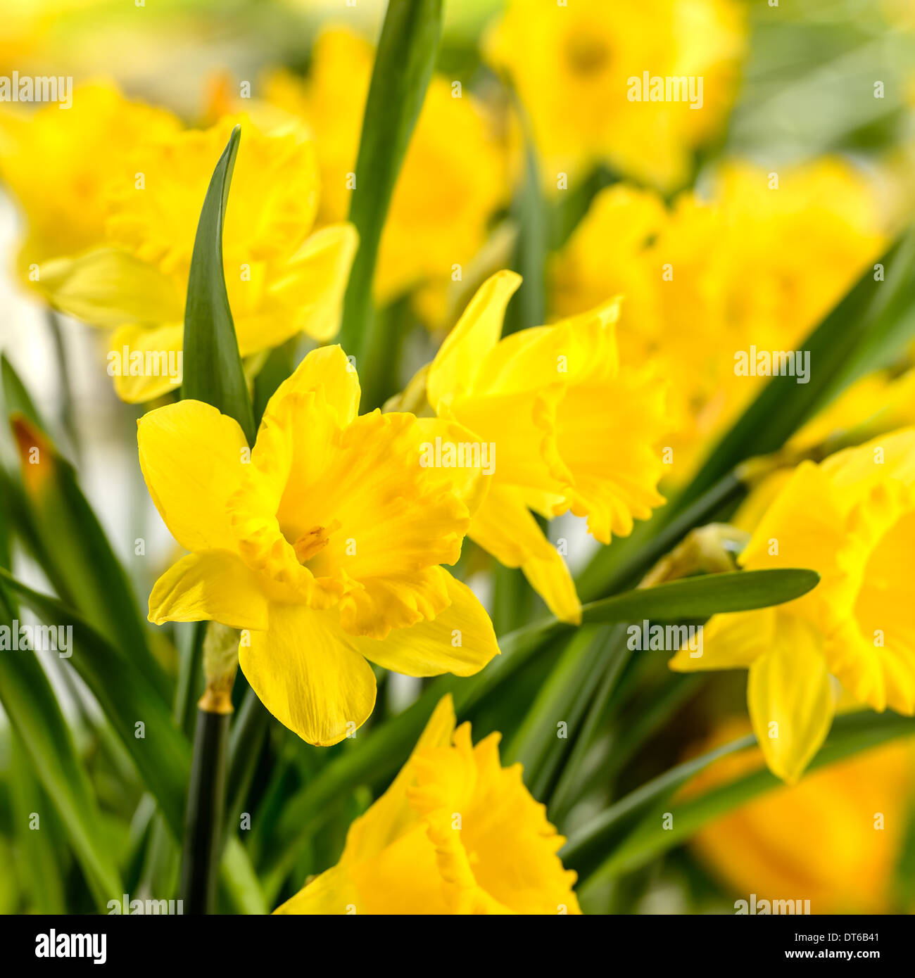 Close-up di narciso giallo fiore di primavera Foto Stock