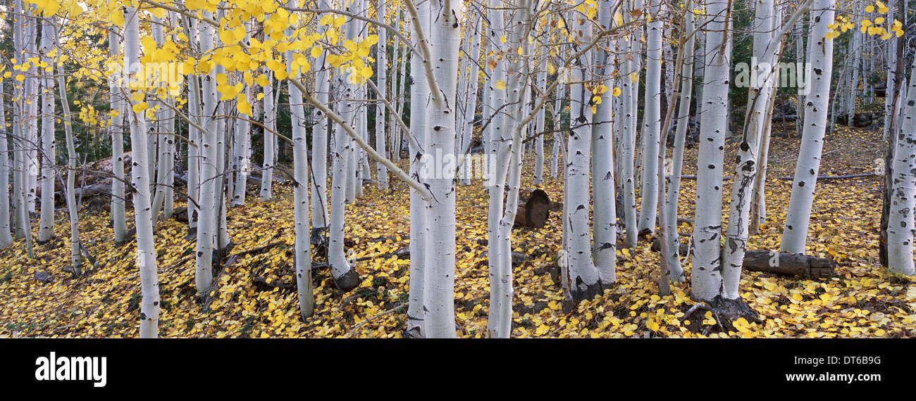 Il Dixie National Forest con aspen alberi in autunno. Corteccia di colore bianco e giallo fogliame sui rami e caduti a terra. Foto Stock