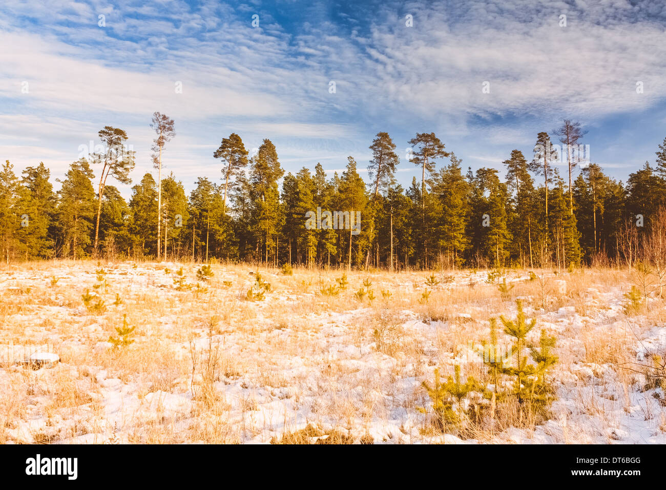 Prima coperta di neve secca erba gialla nella foresta. Natura russa. Foto Stock