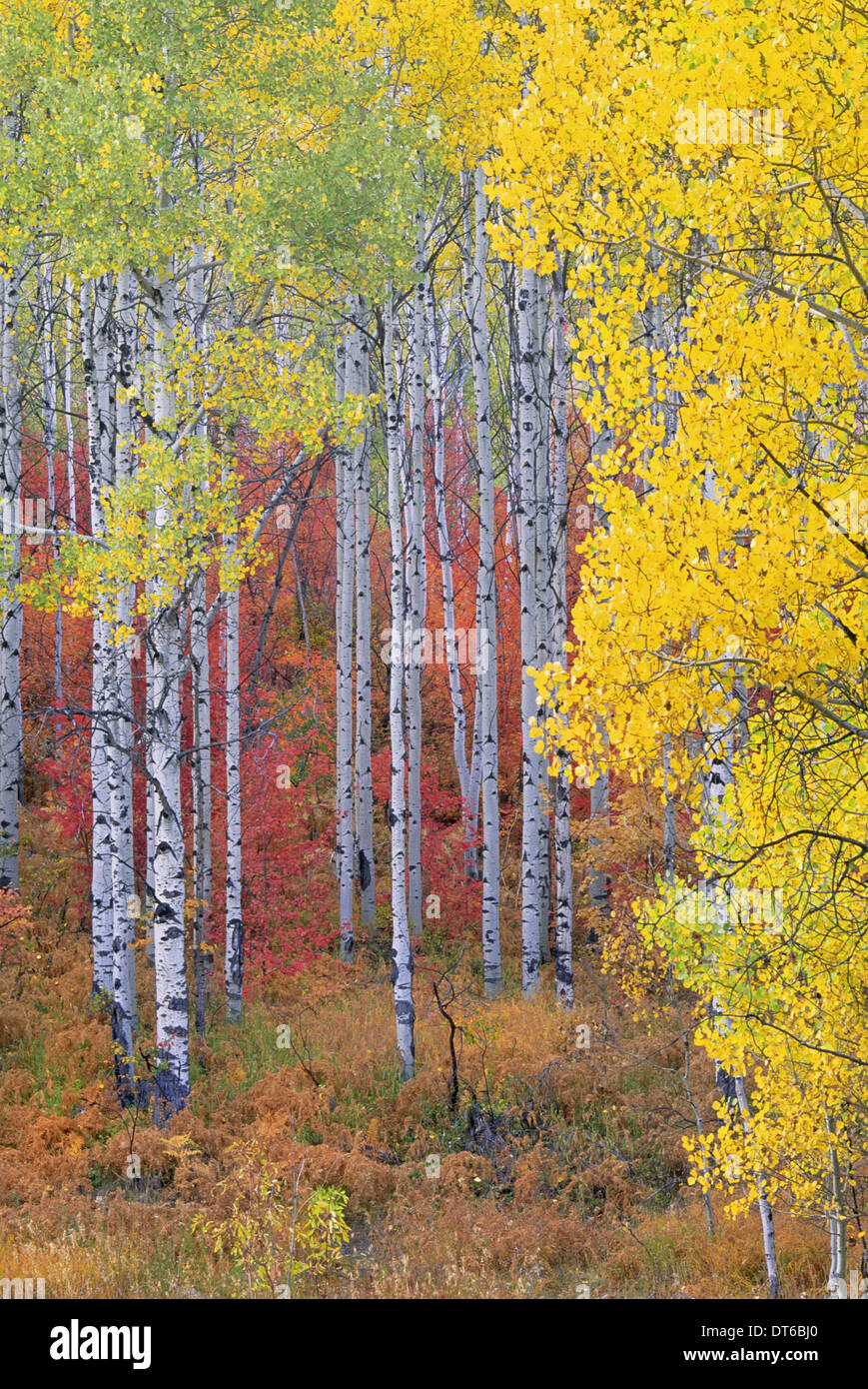 Una foresta di alberi di Aspen in Wasatch Mountains, con impressionante del giallo e del rosso di fogliame di autunno. Foto Stock