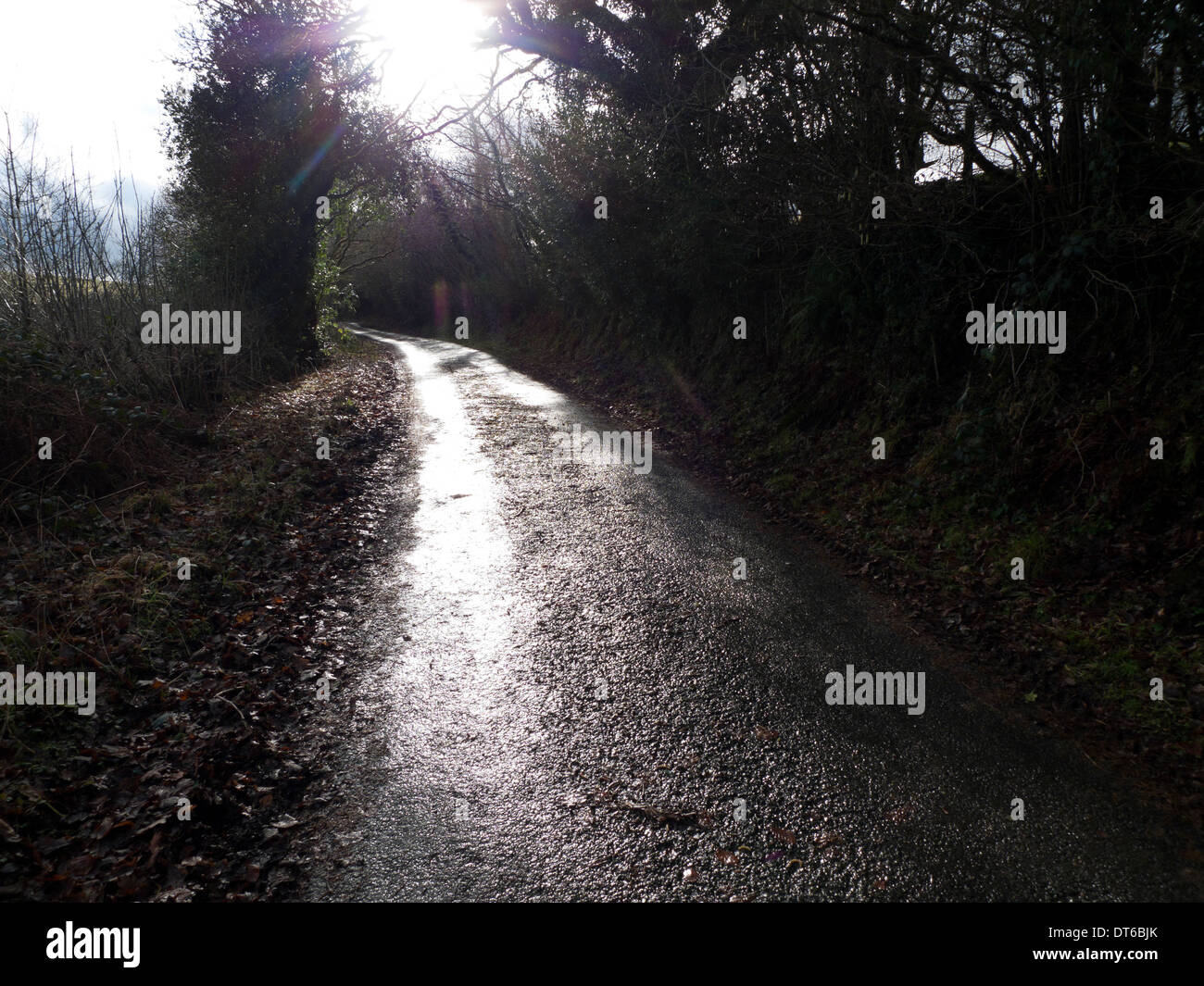 Dark superficie bagnata di un viottolo di campagna in inverno Carmarthenshire Wales UK KATHY DEWITT Foto Stock