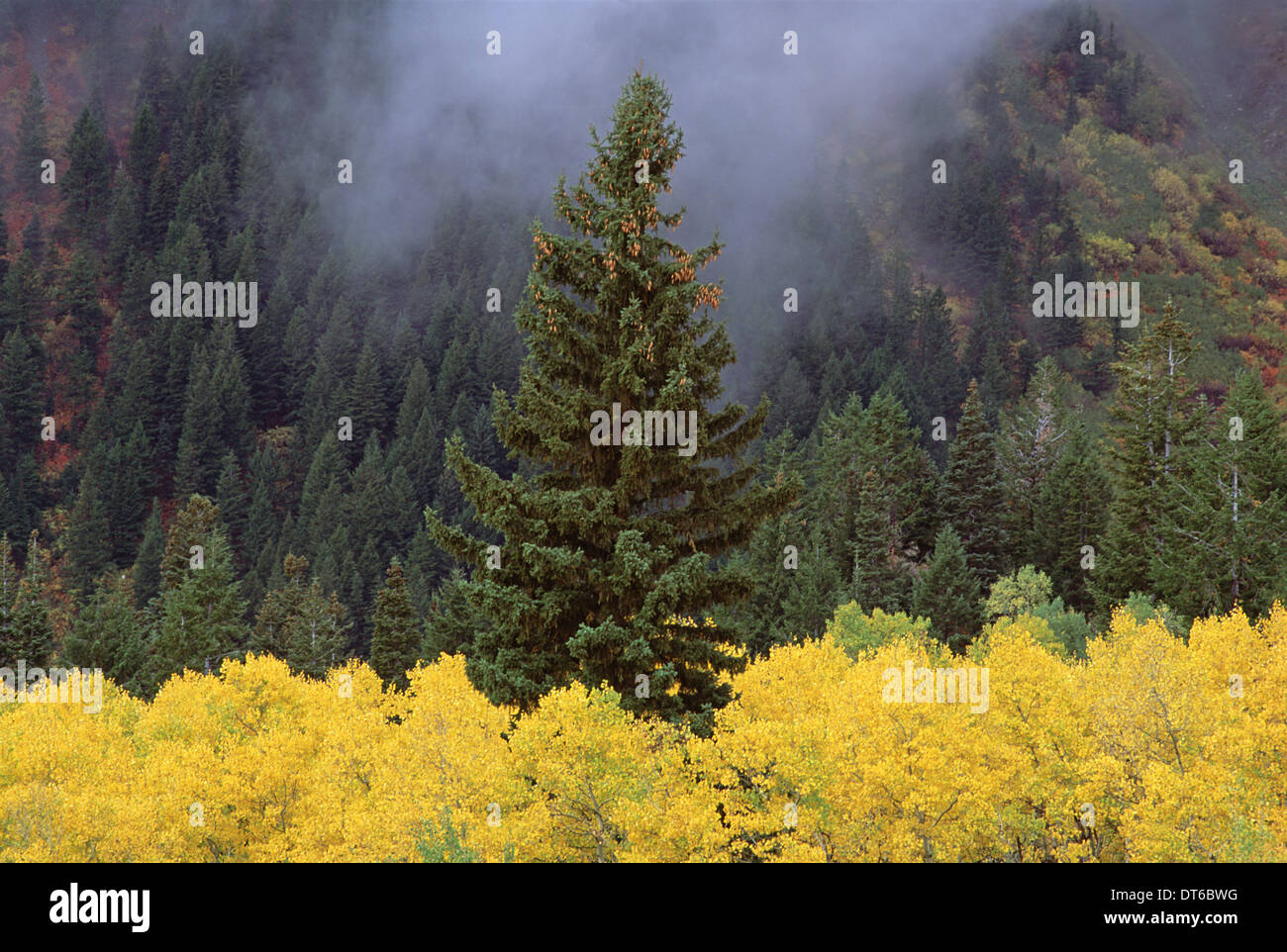 Una foresta di alberi di Wasatch Mountains, con impressionante giallo fogliame di autunno. Verde di pini. Nuvole basse. Foto Stock