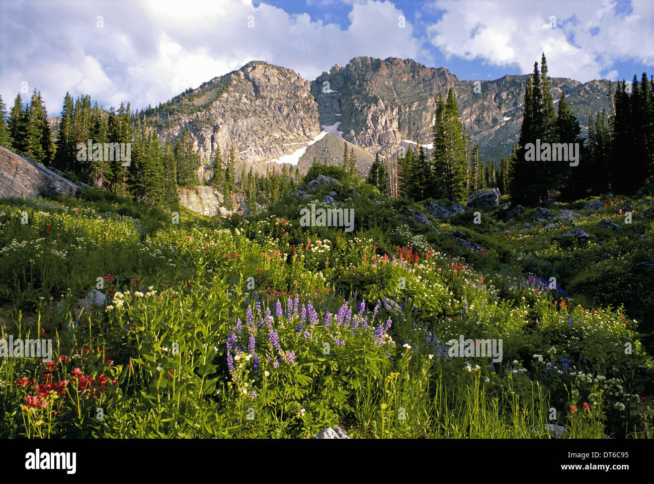 Paesaggio di poco pioppi neri americani Canyon Devil's Castle picco di montagna, in Wasatch mountain range. Fiori Selvatici in erba alta. Foto Stock Paesaggio di poco pioppi neri americani Canyon Devil's Castle picco di montagna, in Wasatch mountain range. Fiori Selvatici in erba alta. Foto Stock