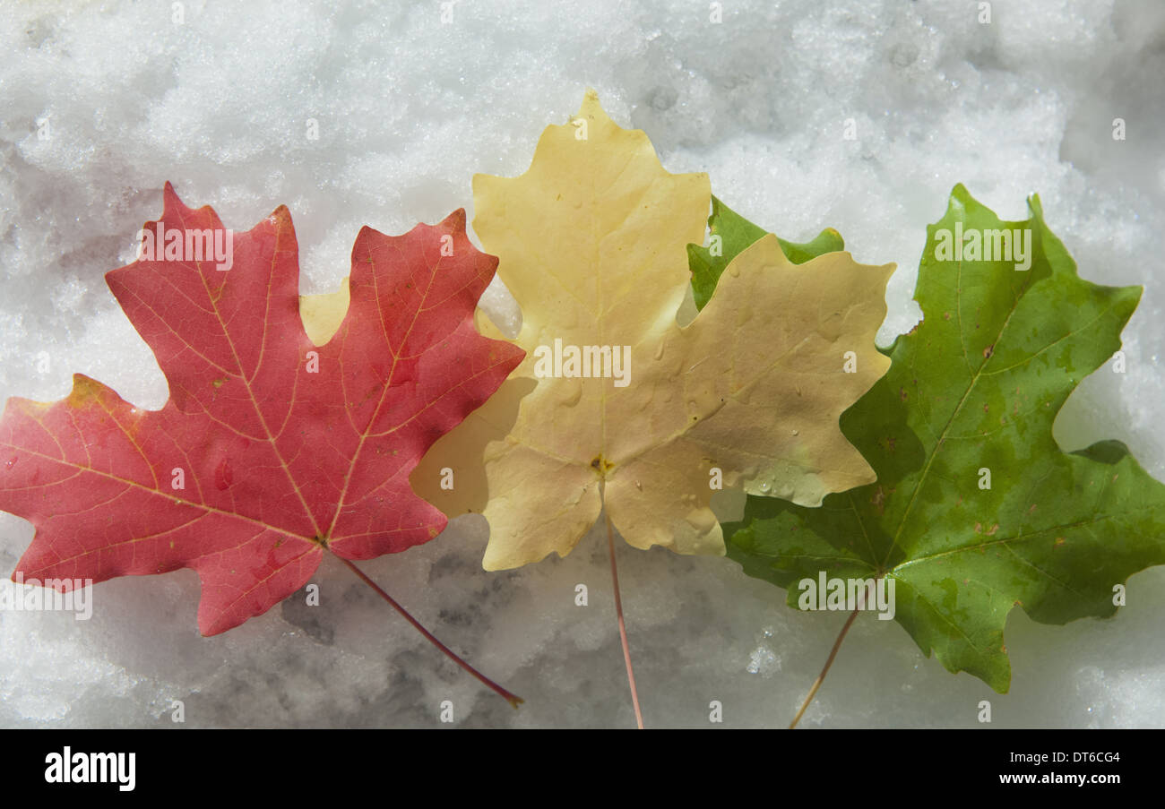 Tre foglie di acero prevista sulla neve. Rosso, marrone e foglie verdi. Il fogliame di autunno. Foto Stock