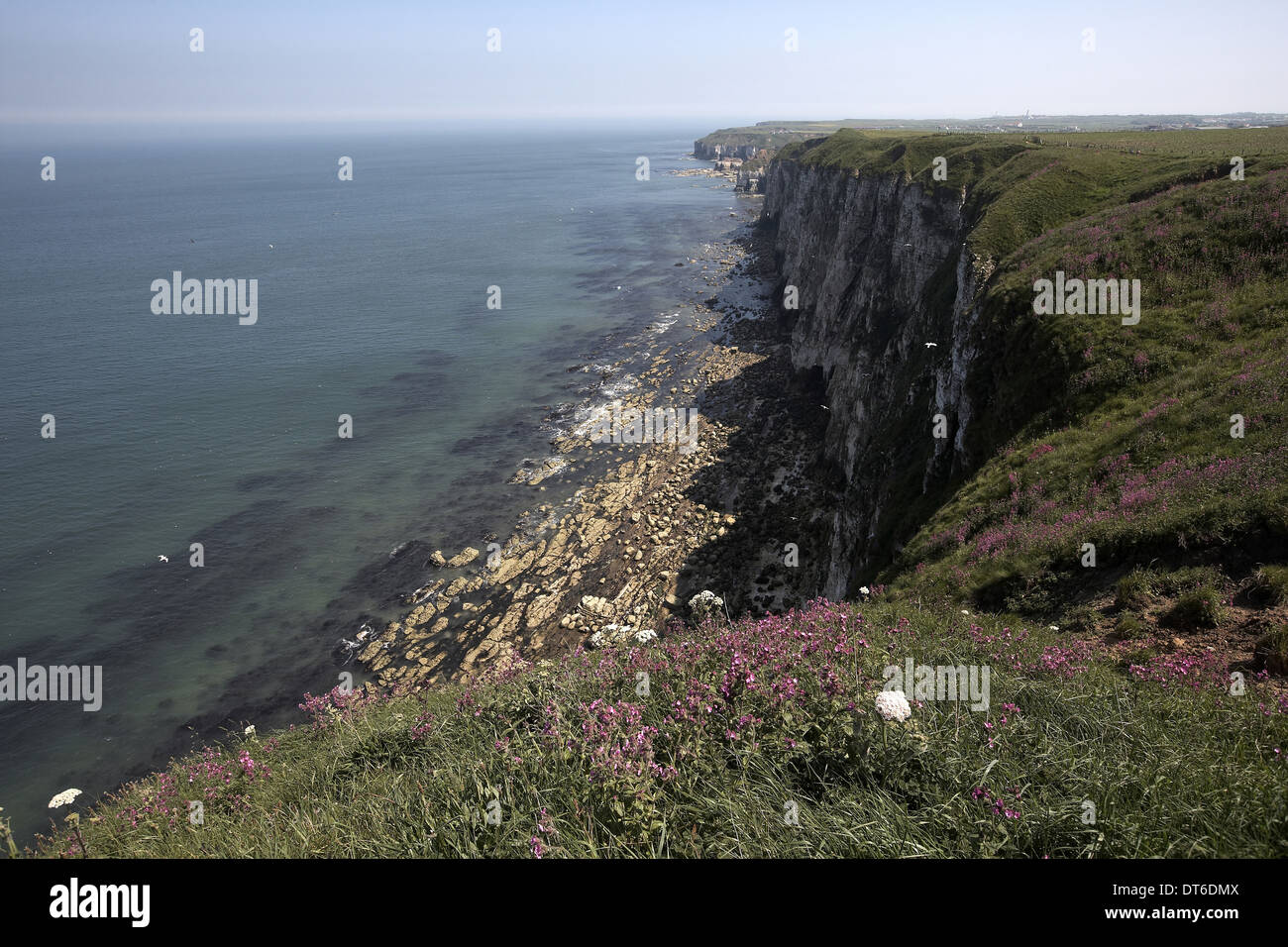Bempton Cliffs RSPB riserva naturale, North Yorkshire, Regno Unito Foto Stock