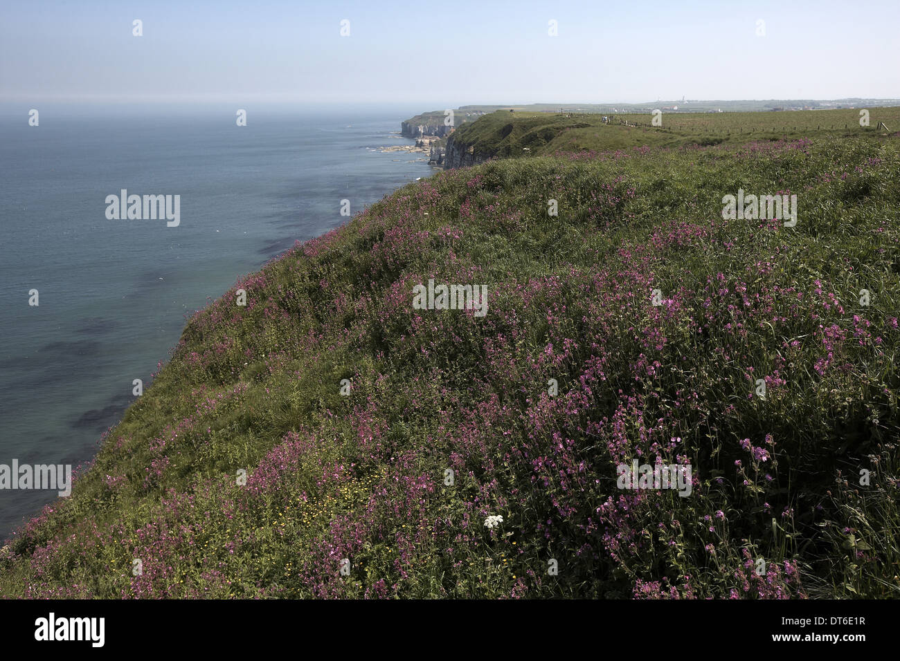 Bempton Cliffs RSPB riserva naturale, North Yorkshire, Regno Unito Foto Stock