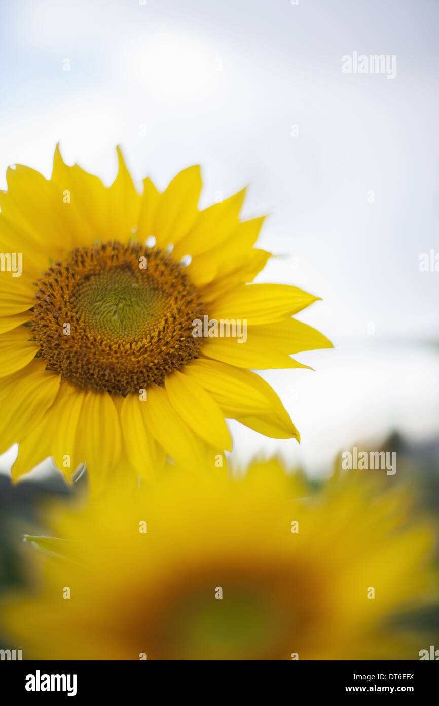 Due grandi girasoli giallo. Foto Stock