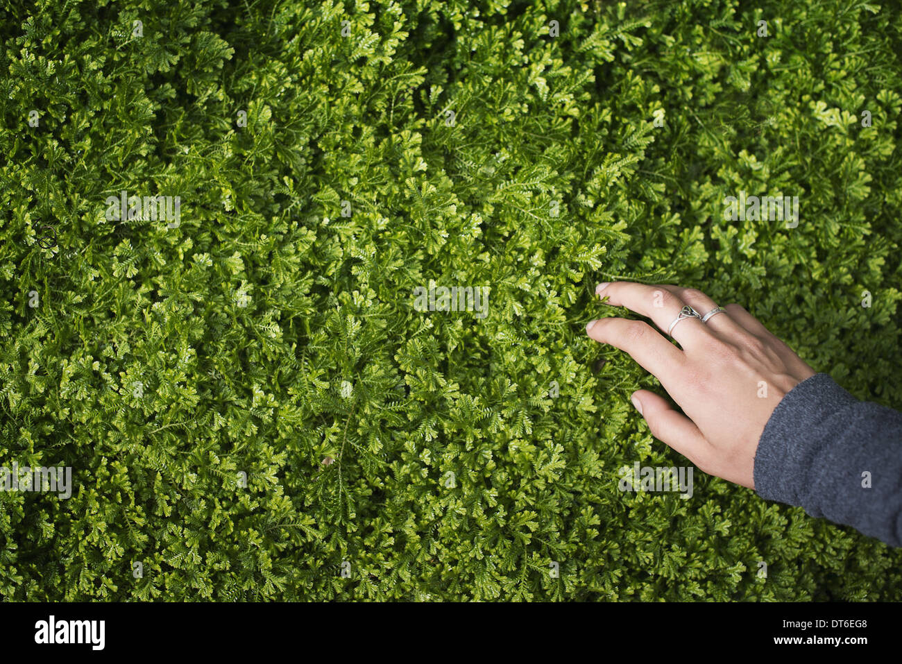 Una donna di mano accarezzare il verde lussureggiante fogliame di una pianta in fase di crescita. Piccolo frilled delicato refilato foglie. Foto Stock