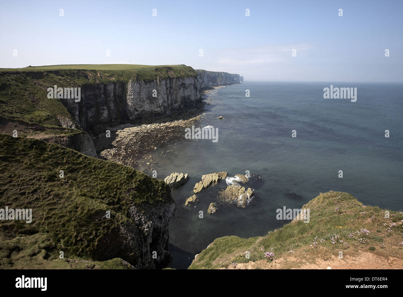Bempton Cliffs RSPB riserva naturale, North Yorkshire, Regno Unito Foto Stock
