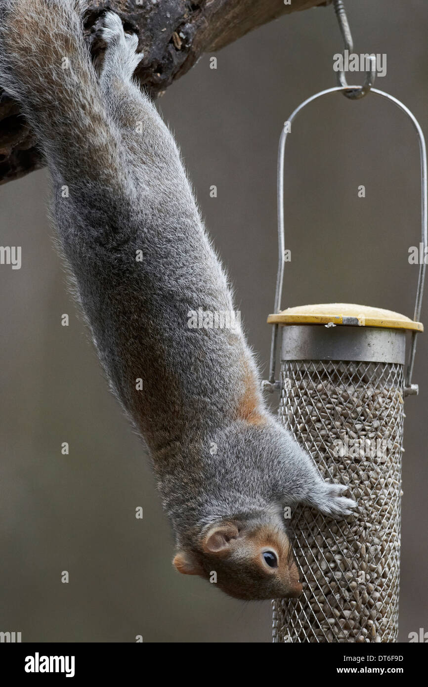 Scoiattolo grigio, Sciurus carolinensis su un giardino bird feeder mangiare sun flower cuori, REGNO UNITO Foto Stock