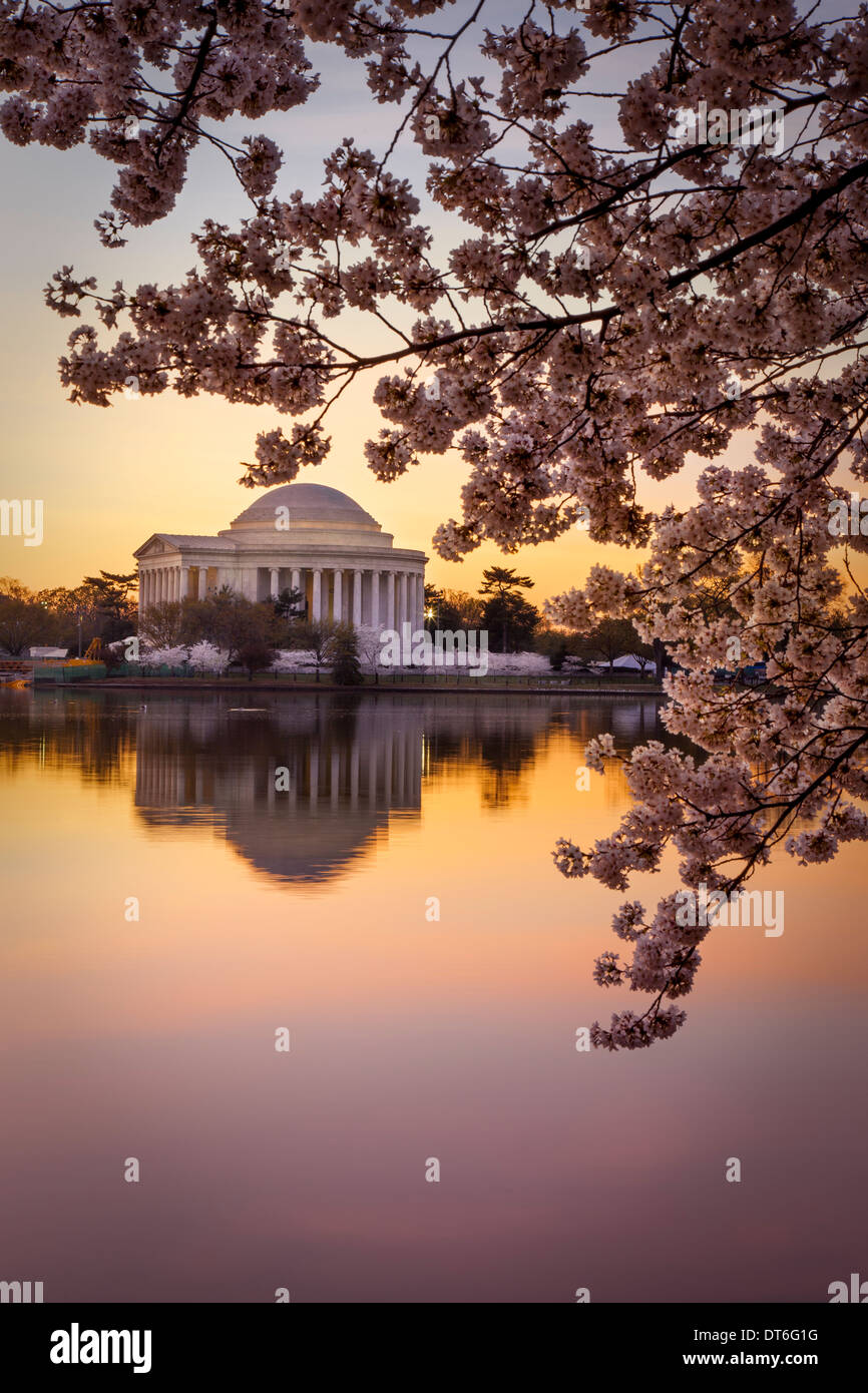 Dawn al bacino di marea con la fioritura dei ciliegi e il Jefferson Memorial, Washington DC, Stati Uniti d'America Foto Stock