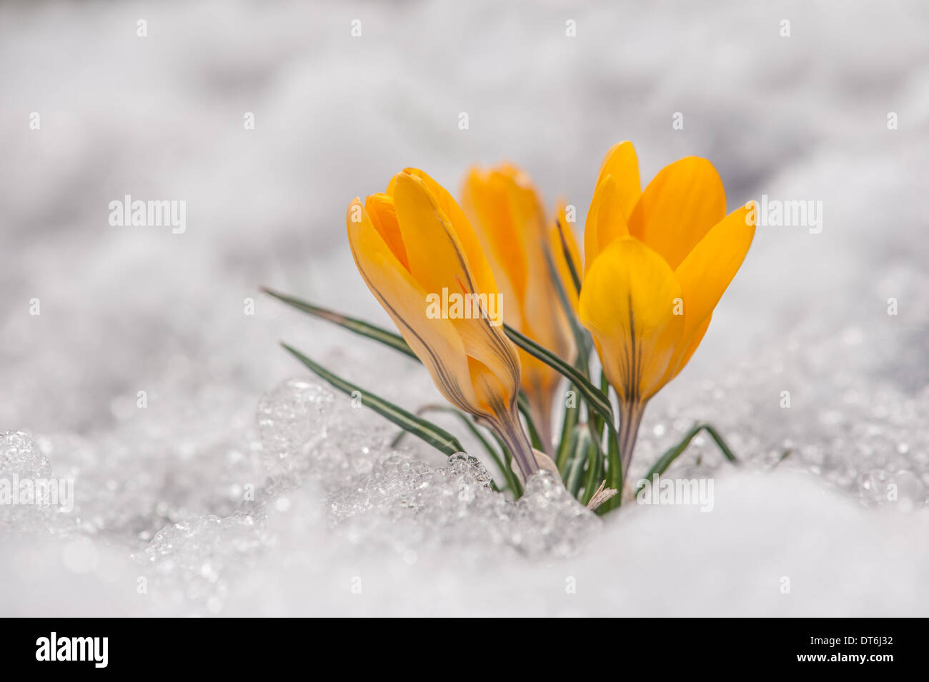 Fiore di primavera crocus close up Foto Stock