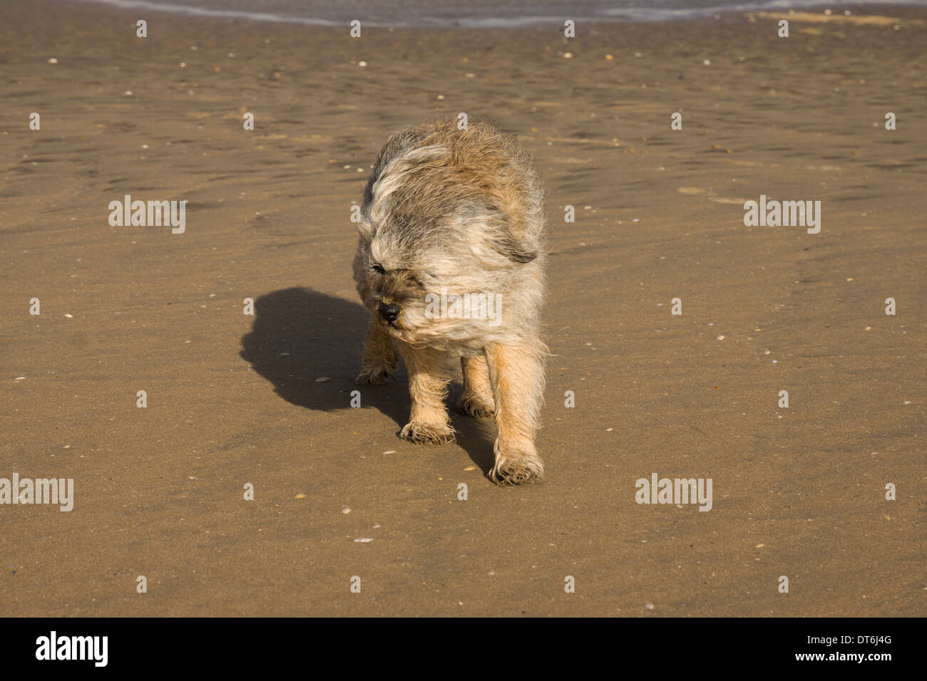 Border terrier cani addomesticati animali tempesta di sabbia Foto Stock