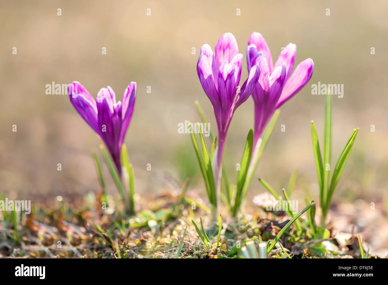 Fiore di primavera crocus close up Foto Stock