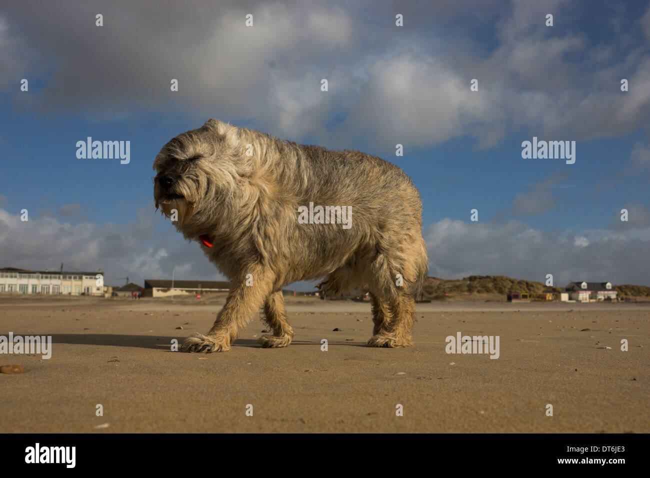Border terrier Camber Sands tempesta di vento tempestoso Foto Stock