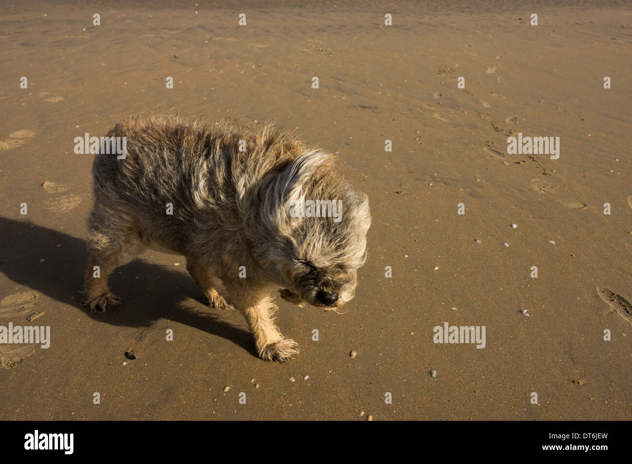 Border terrier Camber Sands tempesta di vento tempestoso Foto Stock