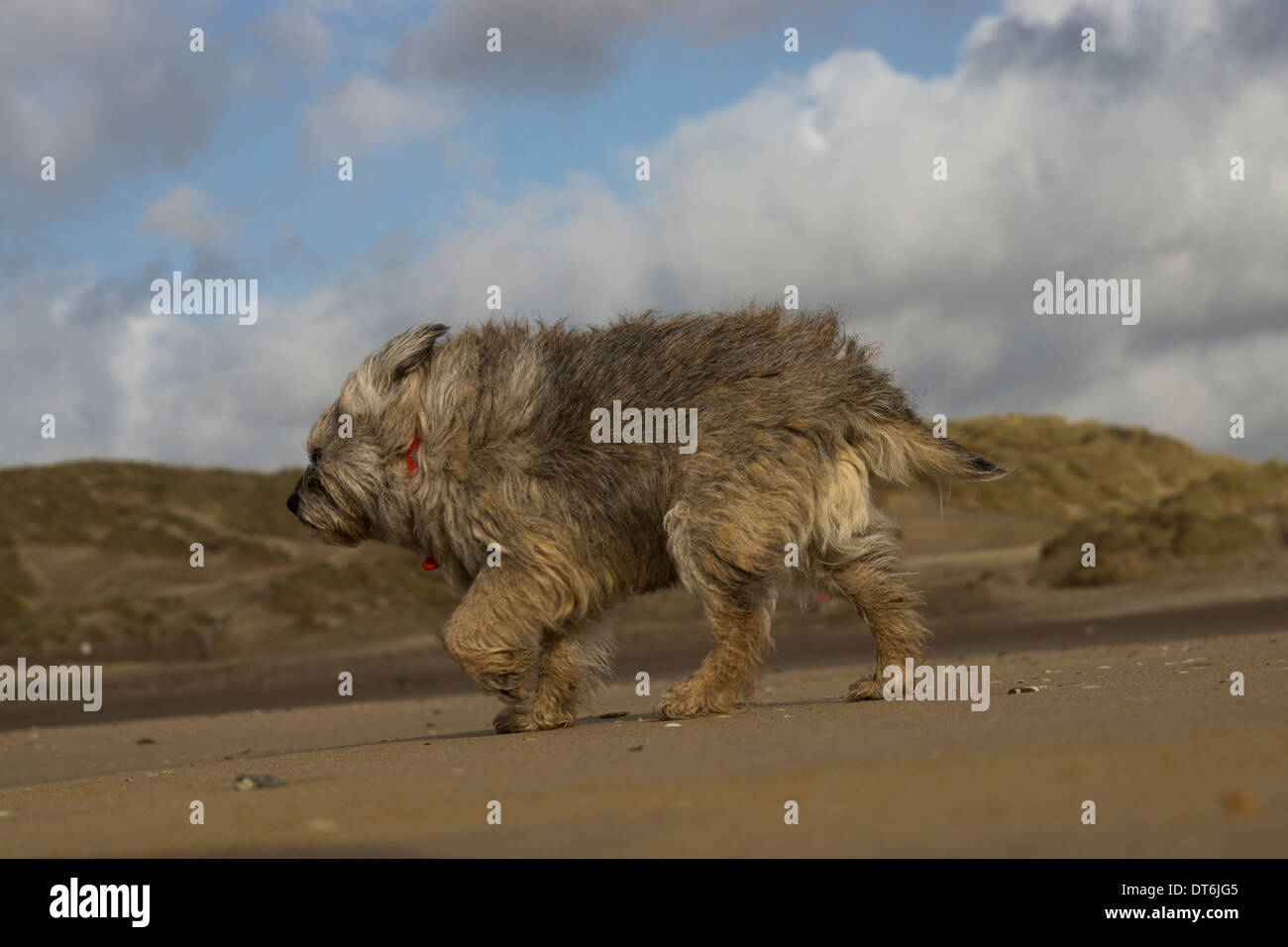 Border terrier Camber Sands tempesta di vento tempestoso Foto Stock